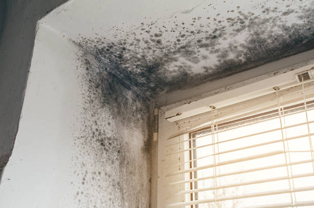 Affordable Mold Cleanup solutions in Boxford, MA